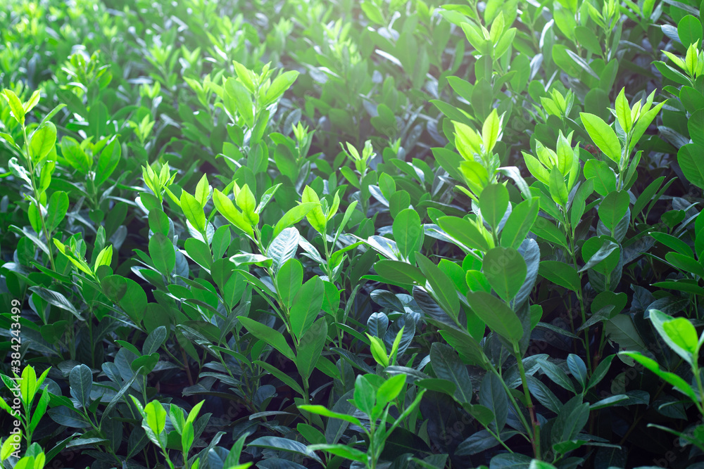 background of bright green leaves of a plant. Green fence, park decor.