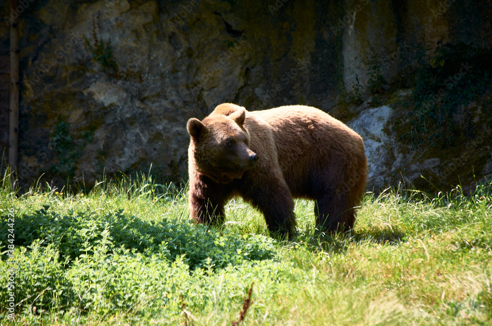 Fototapeta premium brown bear walking on the meadow