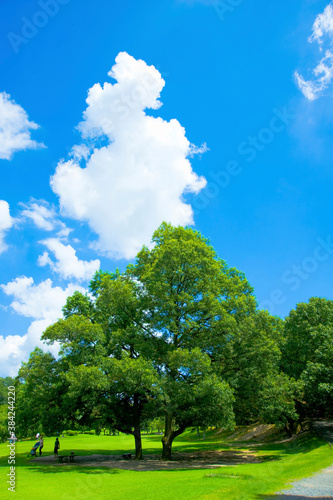 一本の木と青空