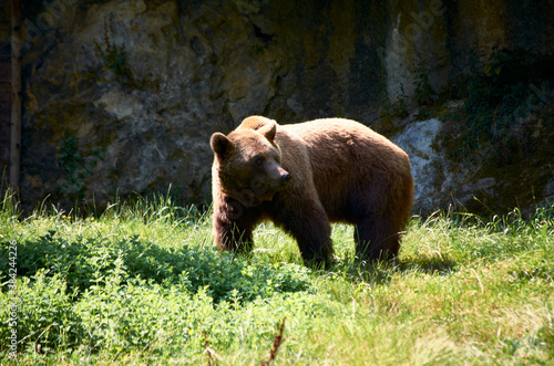 brown bear walking on the meadow