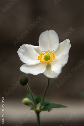 White anemone on a blurry background close - up in the garden. Beautiful delicate autumn flower. Decorative ornament. Perennial anemone. Macrophotography.