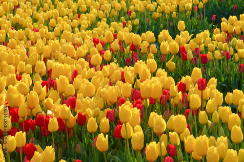 Yellow and red tulip garden in spring. Perfect nature - beautiful colourful tulips originated from Netherlands. Tulips festival.