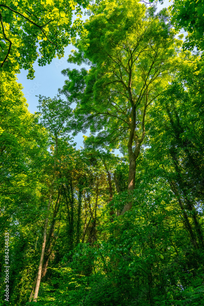 green forest in summer green forest in summer