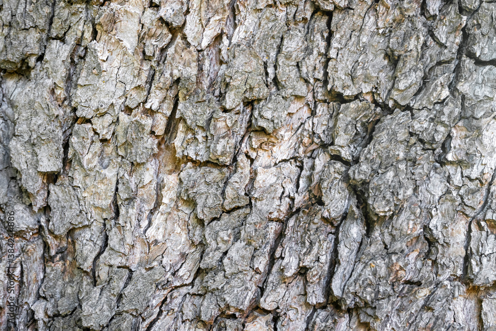 tree bark close-up as background. the texture of the bark tree bark close-up as background. the texture of the bark