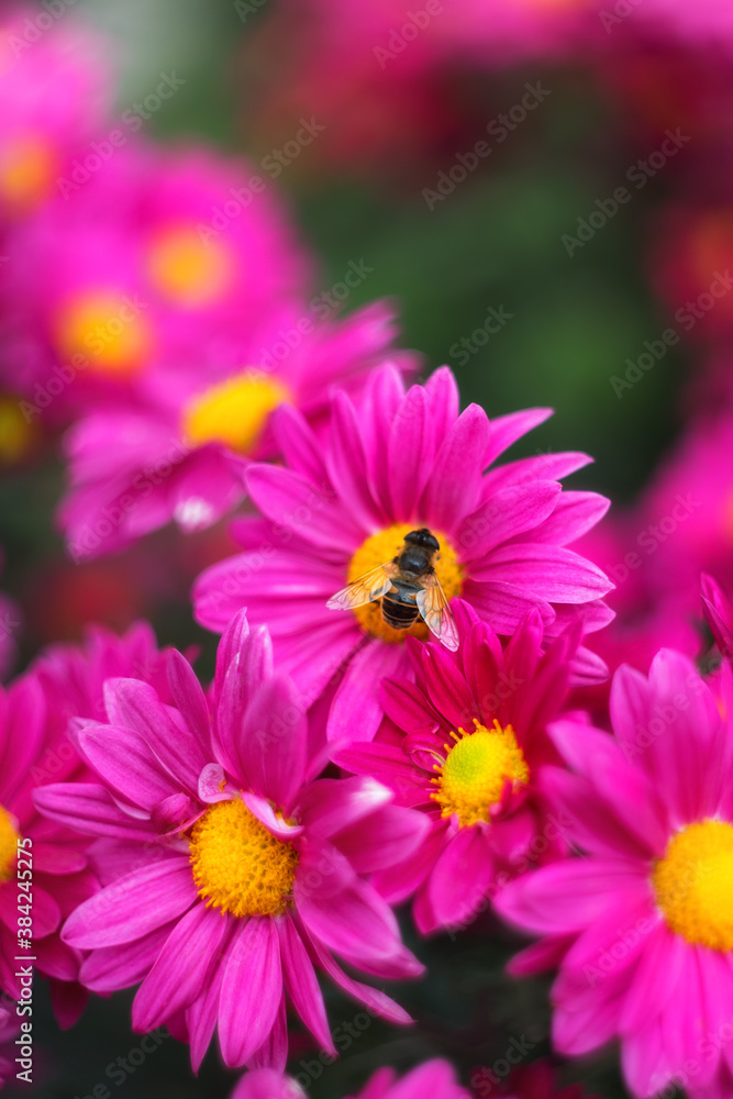 Background of pink chrysanthemums with a copy of the space. A bee sitting on a chrysanthemum. Beautiful bright chrysanthemums bloom in autumn in the garden. Background of pink chrysanthemums with a copy of the space. A bee sitting on a chrysanthemum. Beautiful bright chrysanthemums bloom in autumn in the garden.