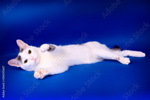 Cat lies on a blue background studio frame