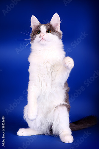 The cat sits with its paw raised on a blue background