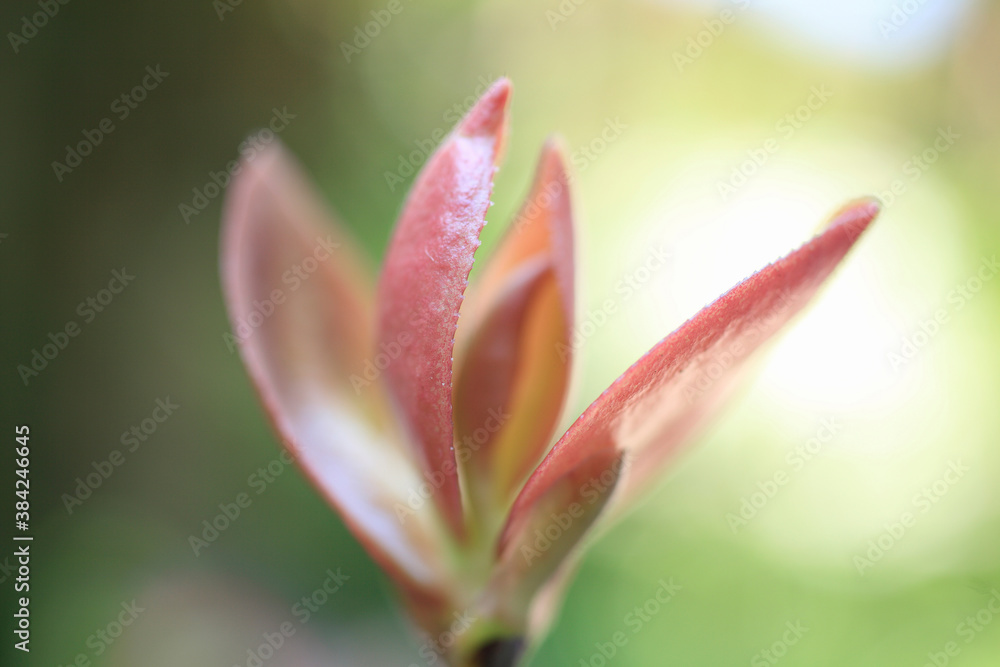 サザンカの新芽