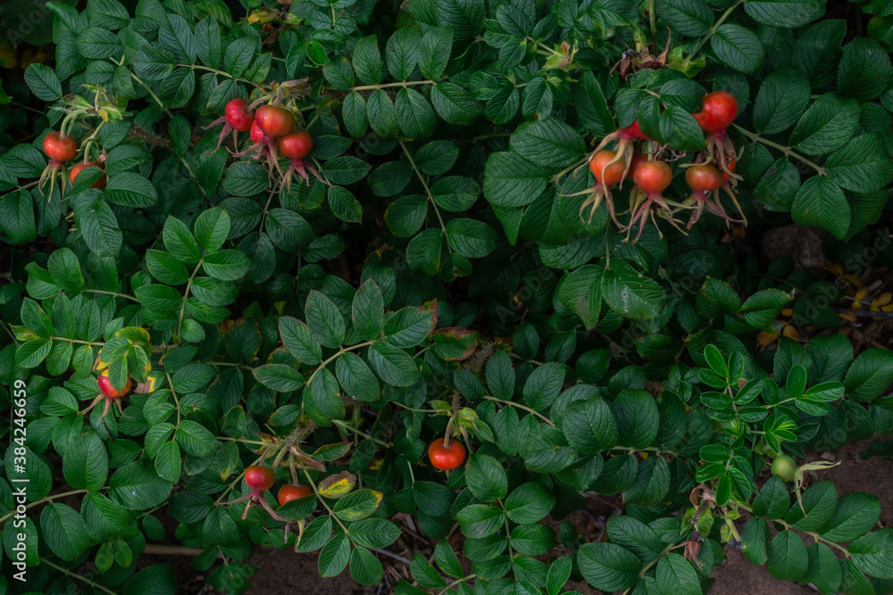 Bright red ripe rose hip grows on branches among green leaves on shrubs in the forest. Autumn berry on bushes, healthy plant. Nature