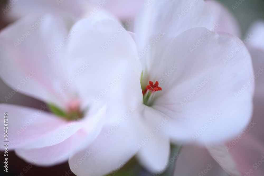 Fototapeta premium ゼラニューム