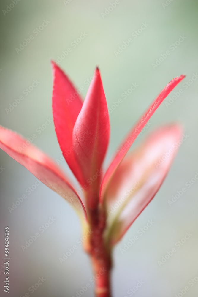 Fototapeta premium サザンカの新芽