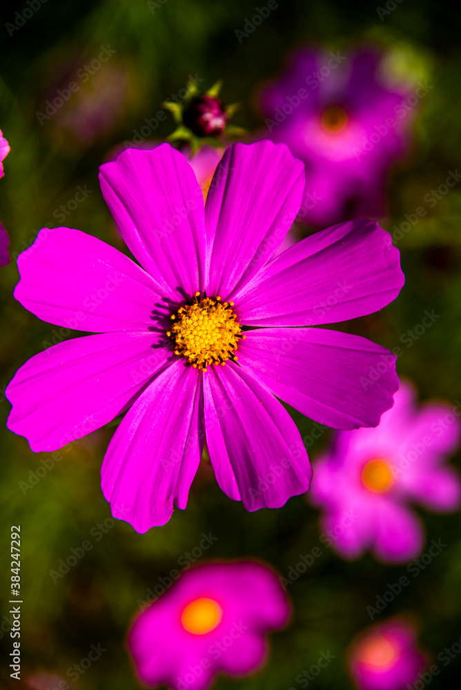 Cosmos Bipinnatus three Cosmos Bipinnatus three