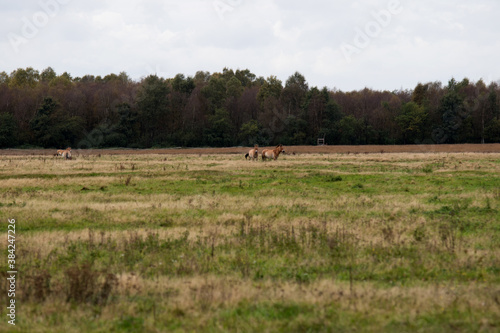 Fototapeta Naklejka Na Ścianę i Meble -  wild pferde, przewalski pferde, auf einer weide im emsland deutschland fotografiert an einem bewölkten herbst tag