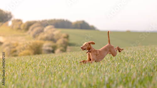 Vizsla gundog running through a Hampshire field