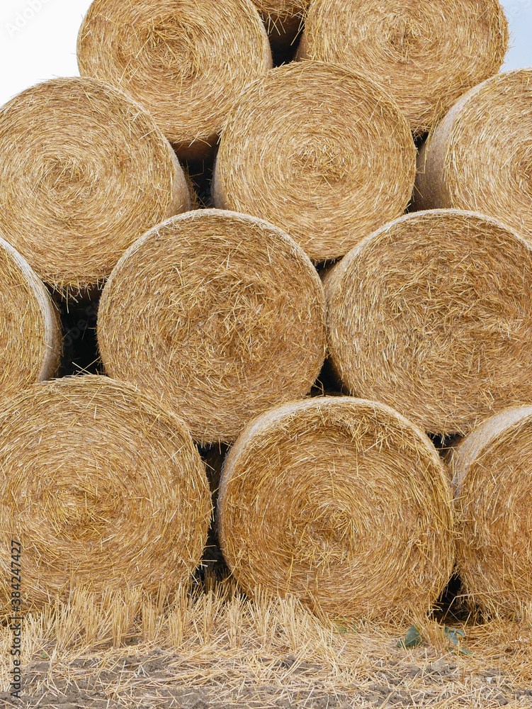 Harvested field with straw bales. Harvested field with straw bales.