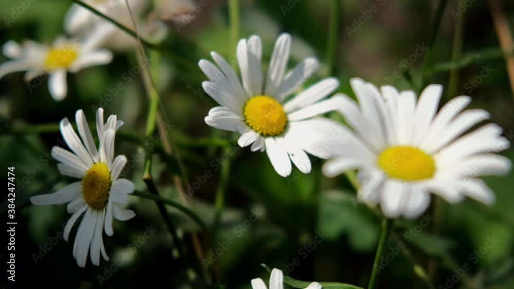 Delicate wild daisies on a flower field. Flower meadow with white beautiful flowers. Spring and summer Delicate wild daisies on a flower field. Flower meadow with white beautiful flowers. Spring and summer