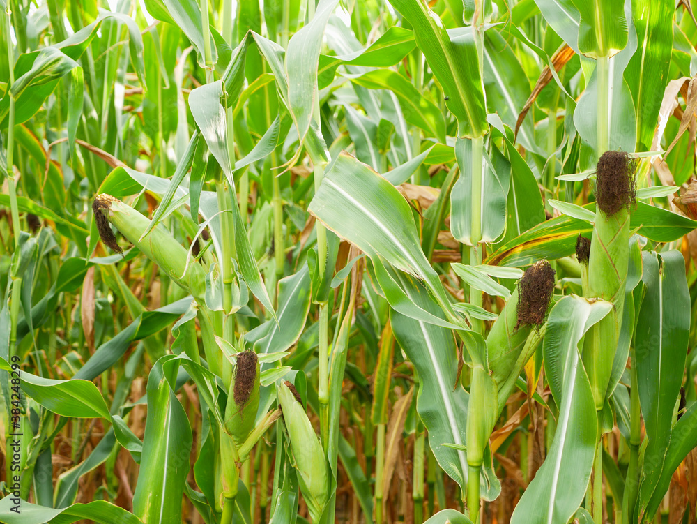 Corn field ready to be harvested. Corn field ready to be harvested.
