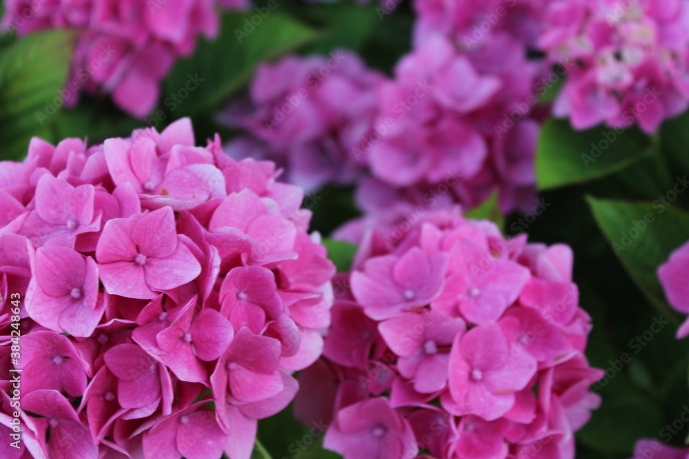 gros plan d'hortensia roses gros plan d'hortensia roses