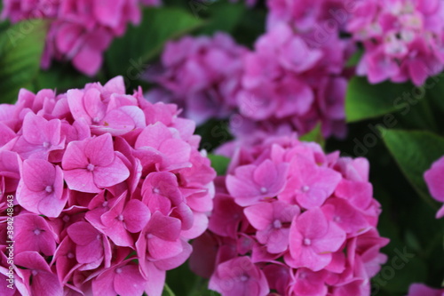 gros plan d hortensia roses