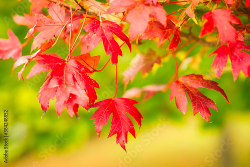 A beautiful red maple tree in the autumn when the leaves turn color.