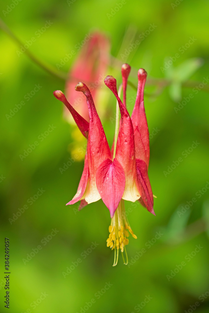 Wild Columbine Growing in the Spring Forest Wild Columbine Growing in the Spring Forest