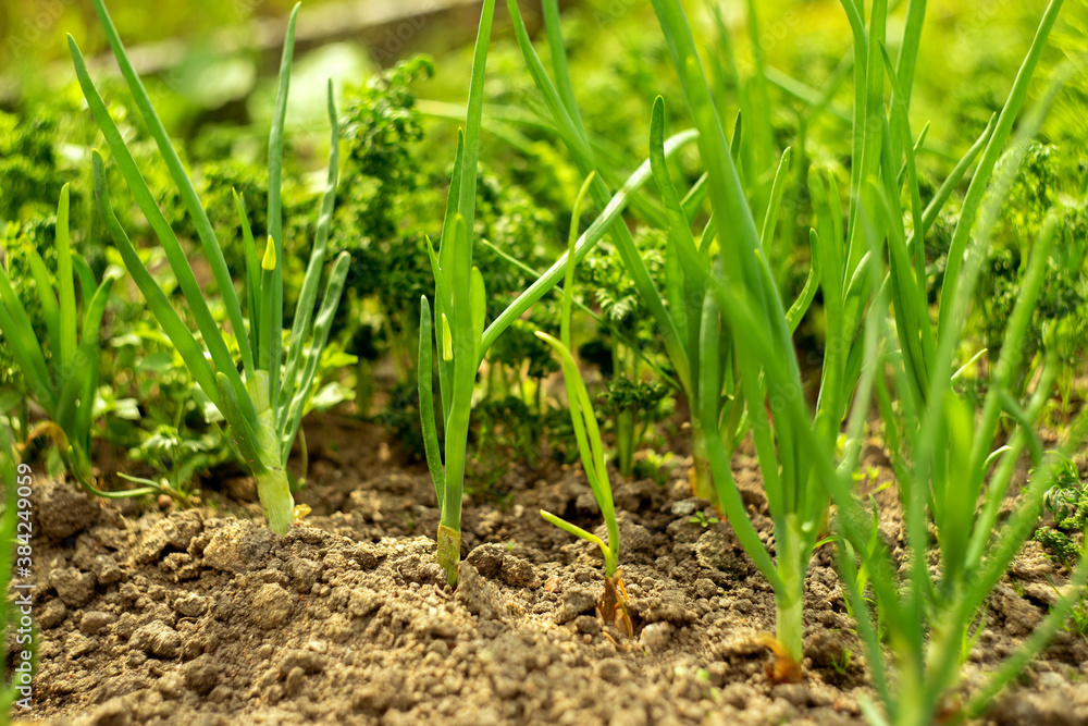 Green onions grow in the garden Green onions grow in the garden