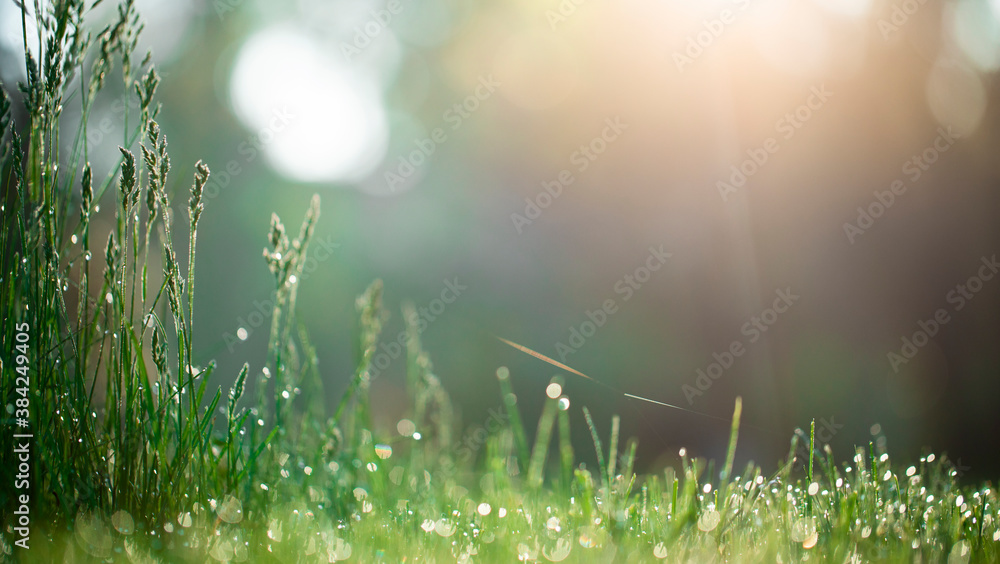 Green grass, dew, and morning sun, background.