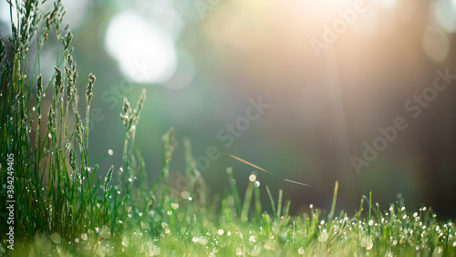 Fototapeta Naklejka Na Ścianę i Meble -  Green grass, dew, and morning sun, background.