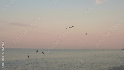Flock of seagulls fly by above sea horizon at pink sunset dusk slow motion