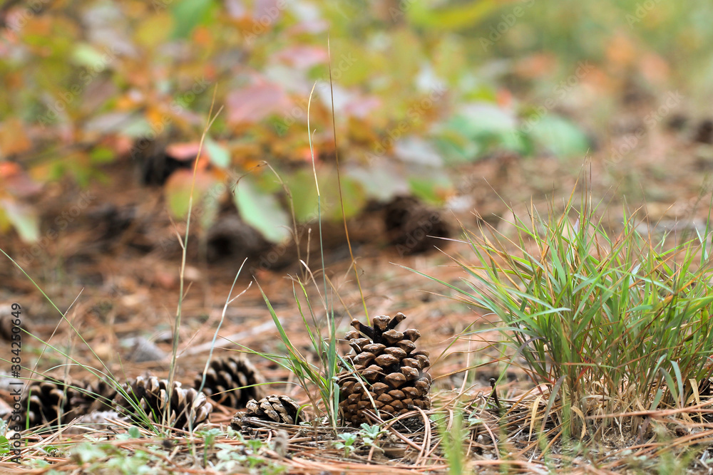 Natural background with cones, pine needles and grass. Forest life. Natural background with cones, pine needles and grass. Forest life.