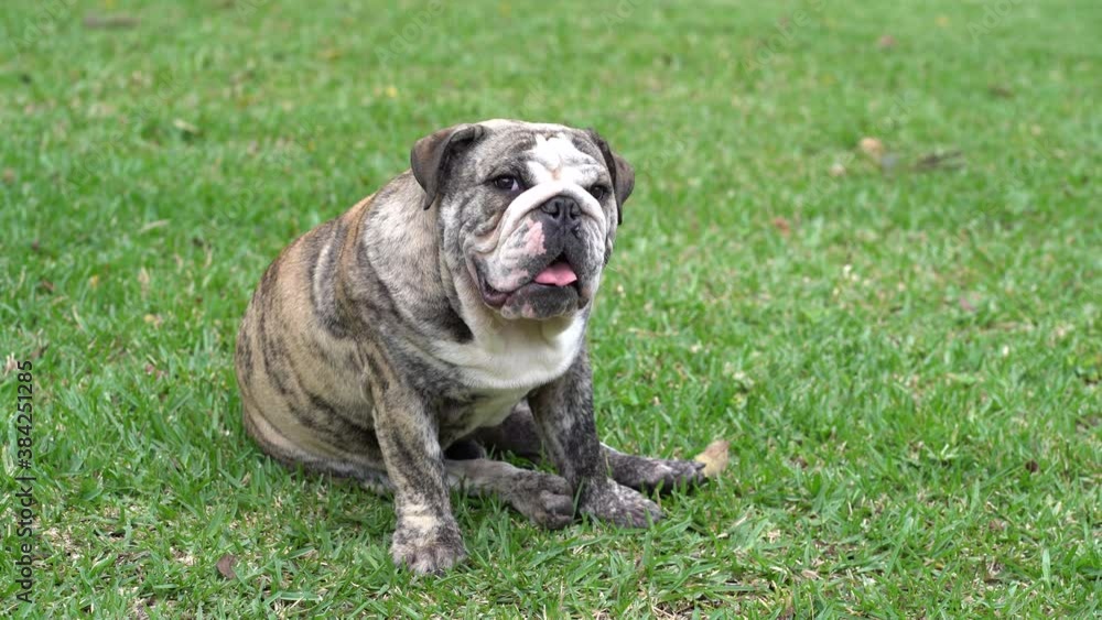 Bulldog sitting in grass. Dog relaxing in grass
Bulldog sitting in grass. Dog relaxing in grass
