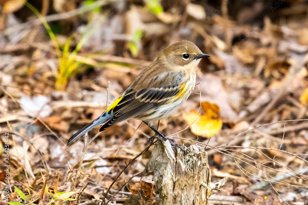 Warbler