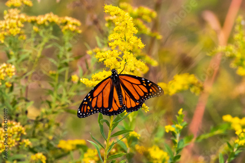 Photography butterfly on a yellow flower