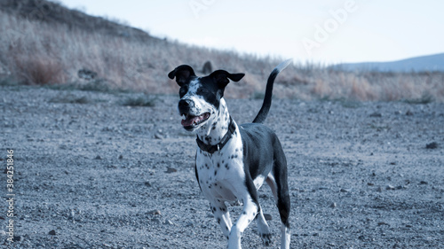 Perro de adiestramiento canino photo