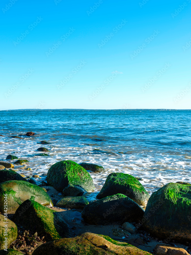 Seascape with Green Seaweed-covered Rocks on the Beach