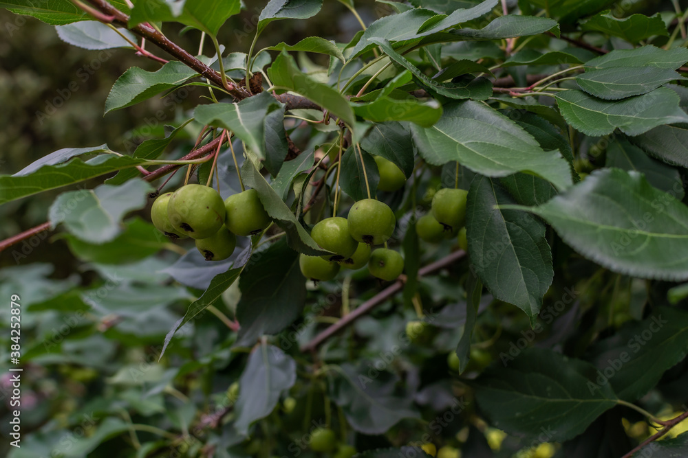 Small green unripe apples grow on branch with leaves on tree in the garden. Summer harvest. Siberia