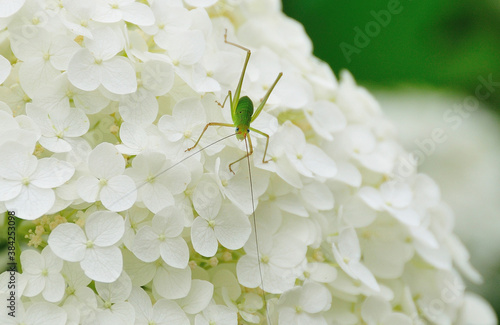 アジサイと昆虫 photo