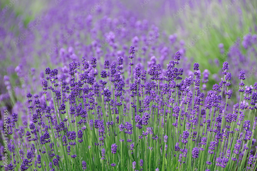 Fototapeta premium ラベンダー