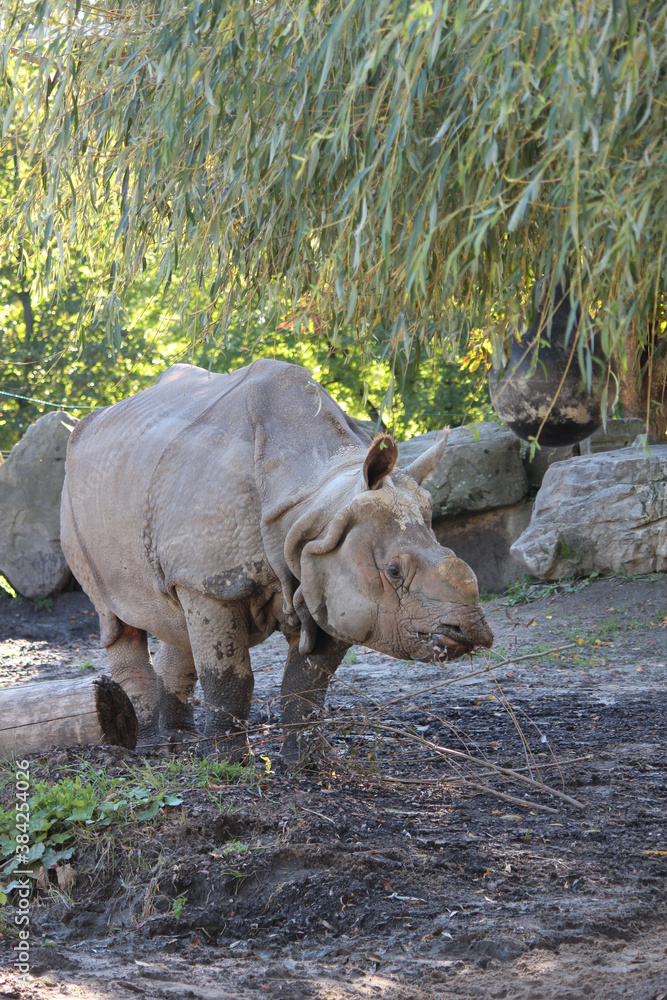 Indian rhinoceros on a background of green trees and rocks Indian rhinoceros on a background of green trees and rocks