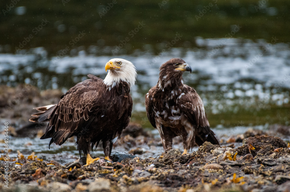 Fototapeta premium bald eagle portrait