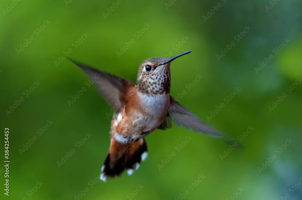 Obraz premium Rufous hummingbird