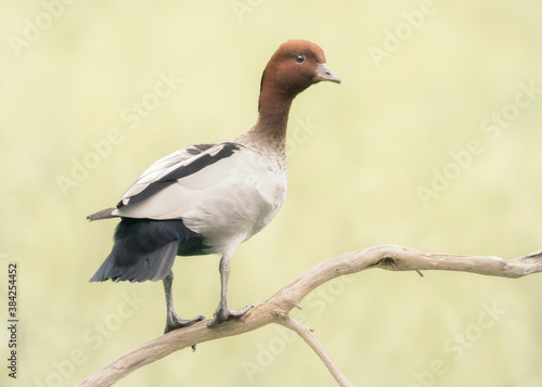 Australian adult male wood duck (Chenonetta jubata) perched on branch with blurred grass background © Kris