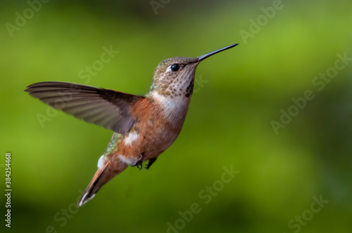 Canvas Print Rufous hummingbird