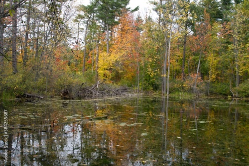 A forest landscape in the fall season