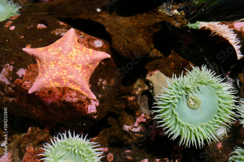 Bat star starfish  Asterina miniata photo