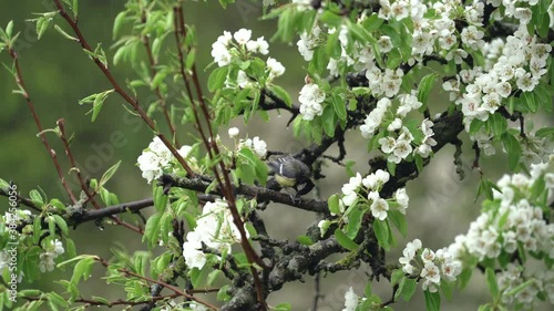 Titmouse bird is sitting on blooming tree with many white flowers in rainy day.