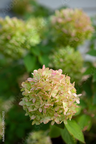 Limelight hydrangea panicle with pink edged petals photo