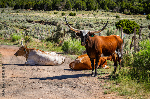 Open Range Longhorn Cattle