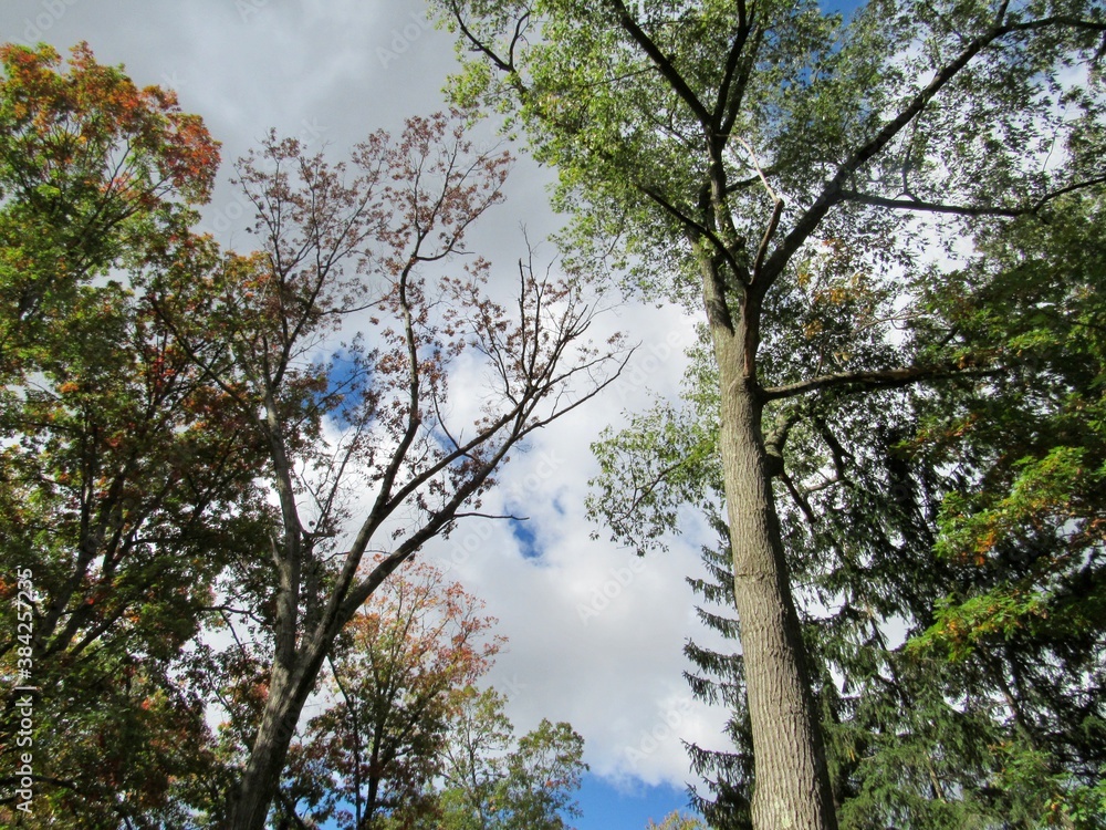 Fototapeta premium trees and sky