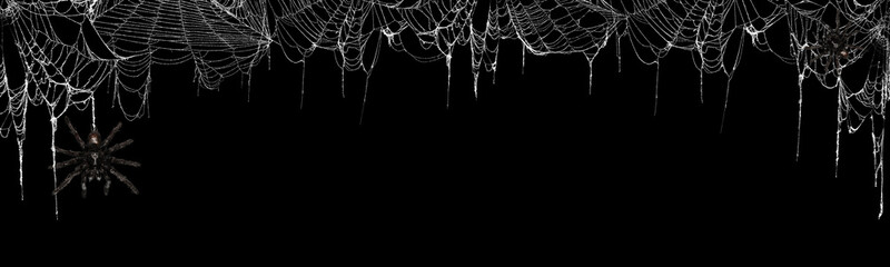 Real creepy spider webs on black banner as a top border with tarantulas hanging from the webs